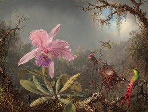 Orquídea Cattleya e três beija-flores de Martin Johnson Heade