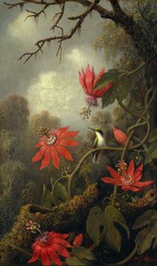 Beija-flor e Passionflowers, ca. 1875-85. de Martin Johnson Heade