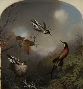 Beija-flores: Dois Sungems e um Topázio Carmesim, 1866 de Martin Johnson Heade