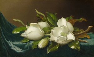 Magnólias em Pano de Veludo Azul Claro, 188595. de Martin Johnson Heade