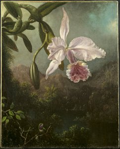 Flores de Orquídea de Martin Johnson Heade