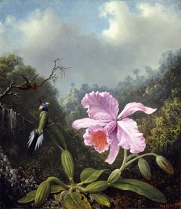 Ainda vida com orquídea e par de beija-flores, c.1890s