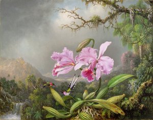 Estudo de uma orquídea, 1872