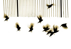 Estorninhos, 2003 (fotogravura) de Martin Mossop