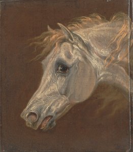 Cabeça de um cavalo árabe cinzento de Martin Theodore Ward