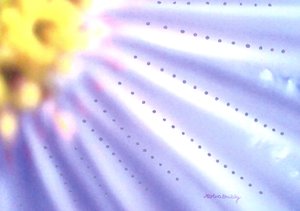 Flor-azul de Martina Konitzky