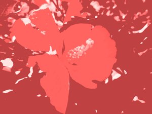 Flor de Martina Konitzky