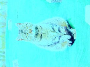 Gatinho de Martina Konitzky