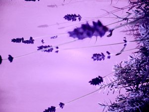 Lavanda de Martina Konitzky
