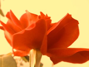 Rose Digital Art de Martina Konitzky