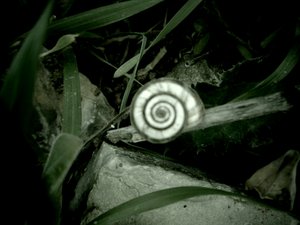 Concha de caracol de Martina Konitzky