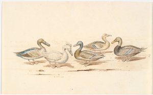 Estudos de diferentes tipos de pato de Martinus Rørbye