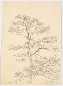 Um pinheiro de Martinus Rørbye