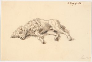 cachorro poodle deitado de Martinus Rørbye