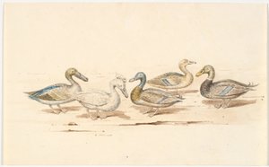 Estudos de diferentes tipos de pato de Martinus Rørbye