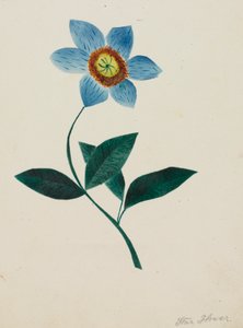 Flor da estrela.