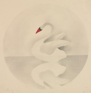 Cisne.