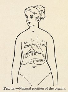 Posição natural dos órgãos". Um simples diagrama de alguns órgãos internos de uma mulher; Num capítulo sobre a postura correcta. de Mary Eliza Haweis