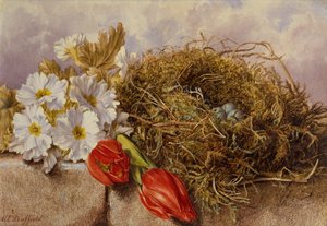 Uma Natureza Morta de Túlipas de Flor e um Ninho de Ave sobre um Lado (lápis e aguarela) de Mary Elizabeth Duffield