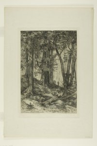 Uma floresta da Califórnia