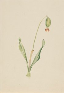(Sem título) (Estudo de plantas) de Mary Vaux Walcott