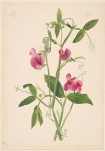 (Sem título - Estudo de uma flor) de Mary Vaux Walcott