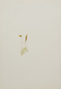 (Sem título - Estudo de uma flor) de Mary Vaux Walcott