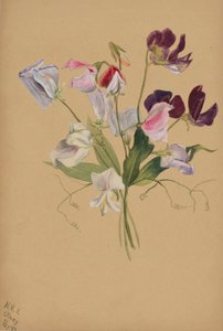 (Sem título - Estudo de uma flor) de Mary Vaux Walcott