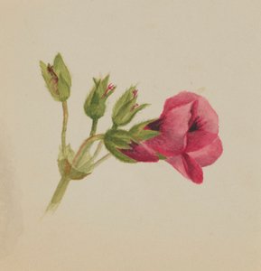 (Sem título - Estudo de uma flor) de Mary Vaux Walcott