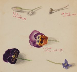 (Sem título - Estudo de uma flor) de Mary Vaux Walcott