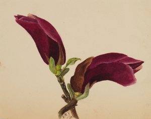 (Sem título - Estudo de uma flor) de Mary Vaux Walcott