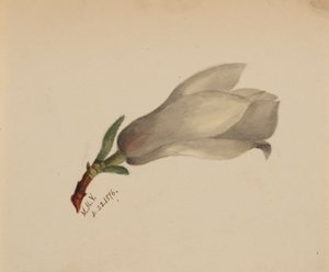 (Sem título - Estudo de uma flor) de Mary Vaux Walcott