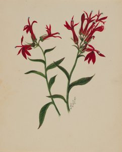 (Sem título - Estudo de uma flor) de Mary Vaux Walcott