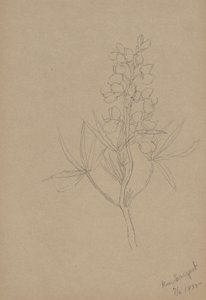(Sem título - Estudo de uma flor) de Mary Vaux Walcott