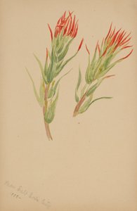 (Sem título - Estudo de plantas) de Mary Vaux Walcott