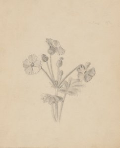 (Sem título - Estudo de plantas) de Mary Vaux Walcott