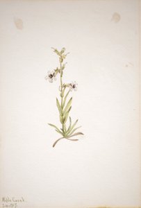 (Sem título - Estudo de plantas) de Mary Vaux Walcott