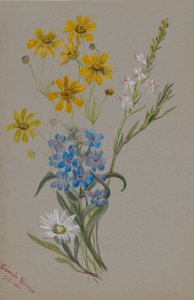 (Sem título, Grupo de flores) de Mary Vaux Walcott