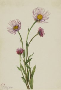 Erva-doce do Alasca (Erigeron salsuginosus) de Mary Vaux Walcott