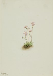 Alberta Primrose Primula maccalliana, 1917. de Mary Vaux Walcott
