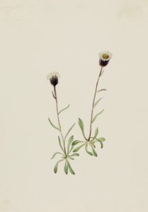 Aleutian Fleabane Erigeron unalaschensis, n.d. de Mary Vaux Walcott