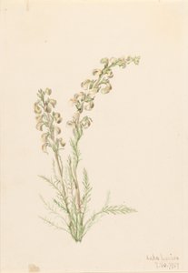 Feto alpino (Pedicularis contorta) de Mary Vaux Walcott