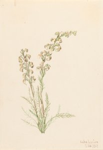 Fernlife Alpina Pedicularis contorta, 1907. de Mary Vaux Walcott
