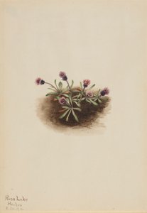 Erva-doce alpina (Erigeron unalaschcensis) de Mary Vaux Walcott