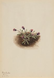 Alpine Fleabane Erigeron unalaschcensis, 1916. de Mary Vaux Walcott