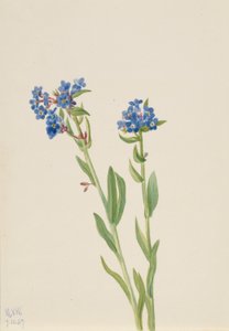 Alfacinha (Myosotis alpestris) de Mary Vaux Walcott