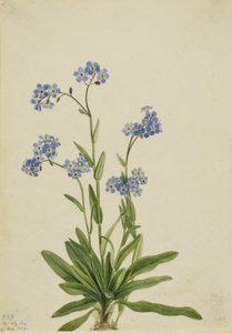 Miosótis alpina (Myosotis alpestris) de Mary Vaux Walcott