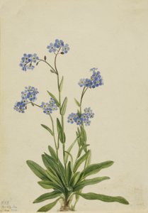 Alpine Forget-me-não Myosotis alpestris, 1924.