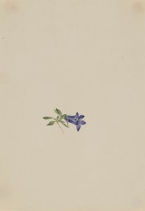 Campainha alpina (Campanula lasiocarpa) de Mary Vaux Walcott
