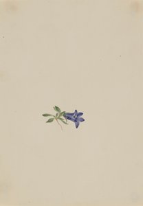 Alpine Harebell Campanula lasiocarpa, n.d. de Mary Vaux Walcott